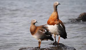 307